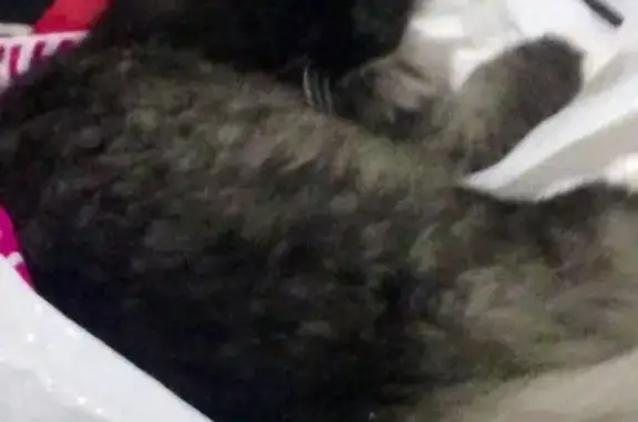 Пропала кошка Кошмарик в Ногинске!