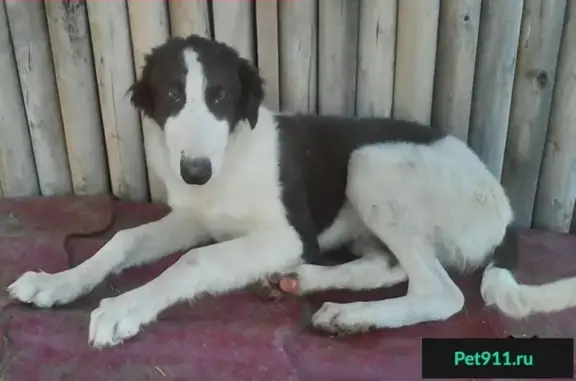 Пропал пес в Тюменском районе, поселок Боровский, возможно заблудился.