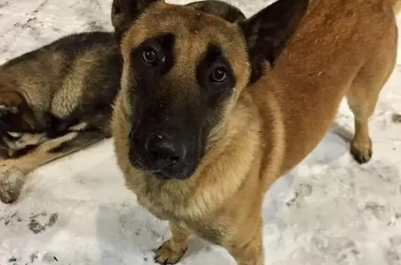 Пропала собака в деревне Ленино, Истринский район, Московская область