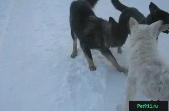 Найдена собака в р-не Черемошников, Томск