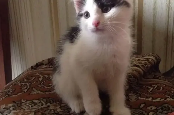 Пропала черно-белая кошка на Чкалова/С. Разина в Оренбурге