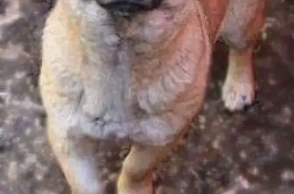 Собаки потеряшки, садоводство Славяночка-2, фото: Потеряшка собака в Пушкинском р-не, ищем Джульку!