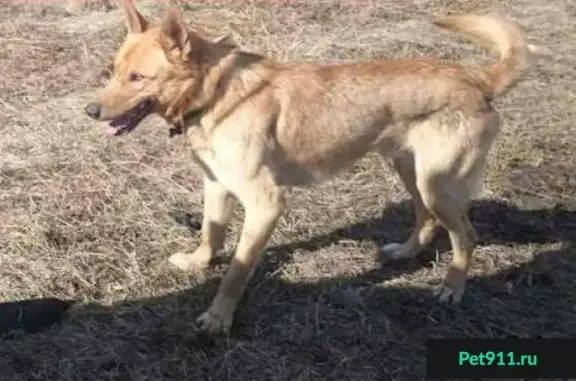 Пропала собака в Кашире, кличка Урал.