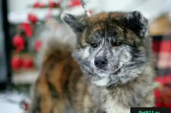 Пропала собака в Солнечногорском р-не, пос. Поваровка, порода Акита-ину, отзывается на имя Тайсон.