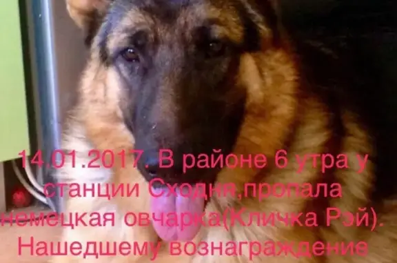 Пропала собака в районе станции Сходня, вознаграждение.