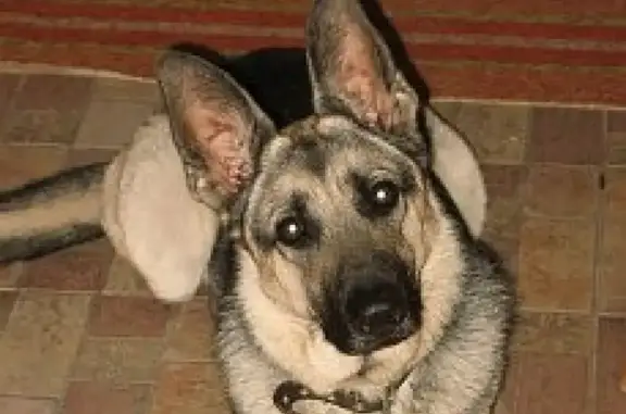 Пропала собака Фрау в Красноармейском районе Волгограда