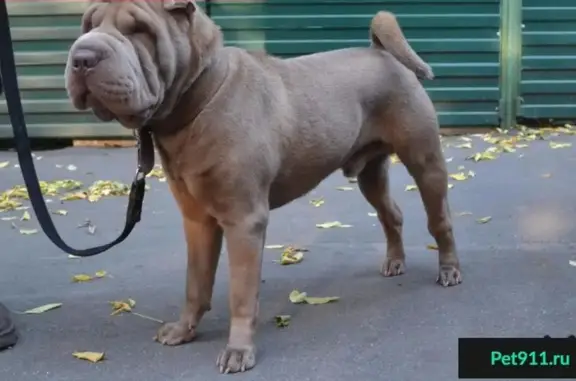 Пропала собака Рэй в Московской области, вознаграждение гарантировано