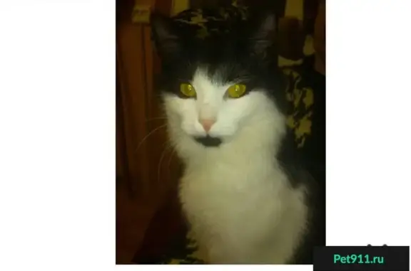 Найдена кошка в Ярославле, ул. Урицкого, 32