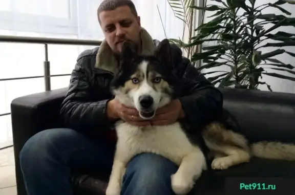 Найдена собака на трассе Ярославль - Иваново, ищем хозяев