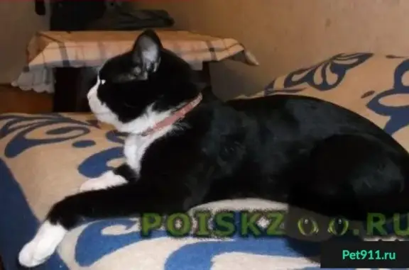 Пропала кошка в Лыткарино: кв. 3а, д. 23, черно-белый кот