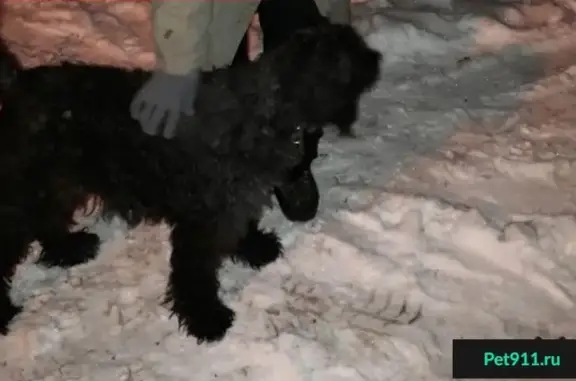 Пропала собака в Ворошиловском районе Ростова-на-Дону