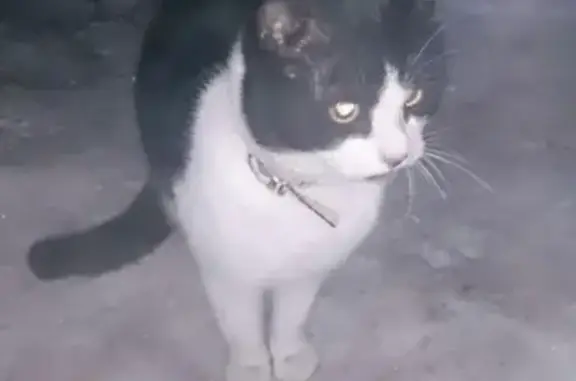 Найдена кошка в поселке Ватутинки, ищем хозяев