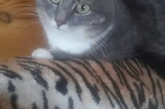 Кошки потеряшки, Хомутово, фото: Потеряшка котик в Хомутово, вознаграждение!