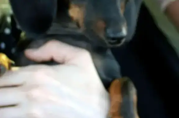 Пропала собака Филя на Северном, Таганрог