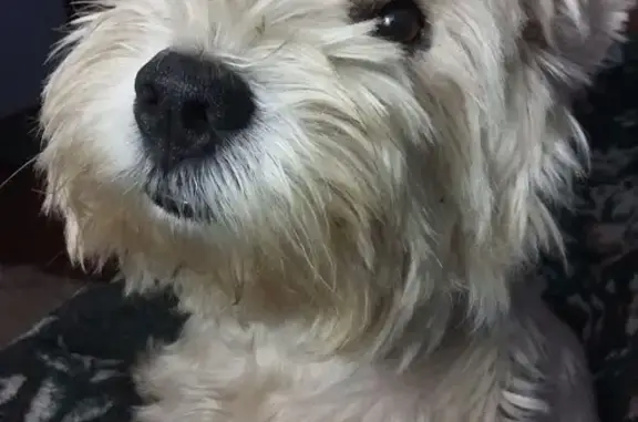 Собаки потеряшки, Родниковское, фото: Потеряшка вест-хайленд уайт терьер в с. Курганное, Крым