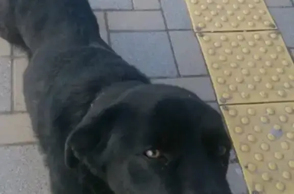 Собака найдена в Абрау