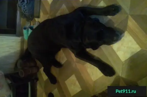 Найдена собака в Красной Поляне, Лобня