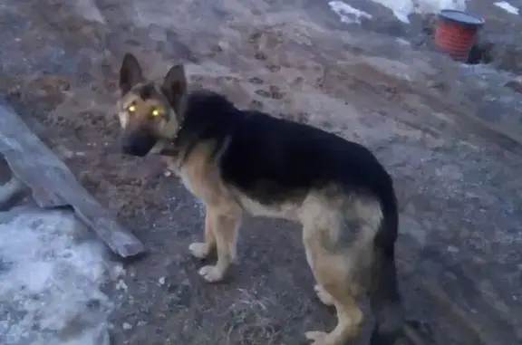 Найдена собака у деревни Кабаново Ногинского района