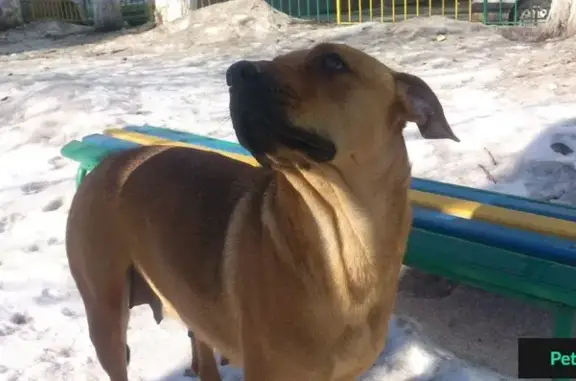 Найдена собака на Новомосковской, 4!