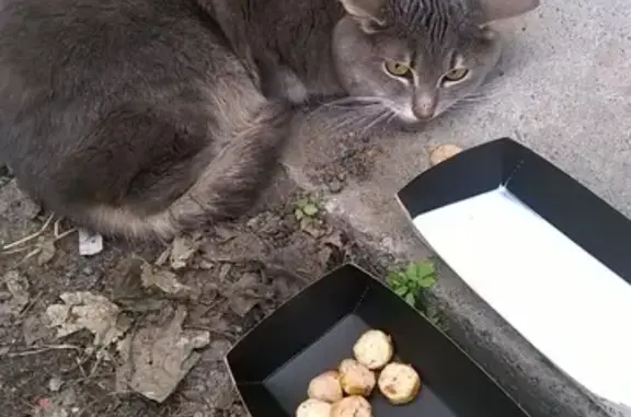 Найден серый кот на химическом переулке