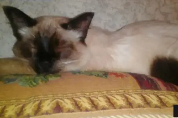 Найдена кошка на сульфате в Архангельске