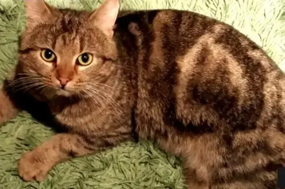 Найден кот на Талсинской 25 в Щелково