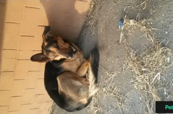 Собака под балконом в районе Марата, Иркутск