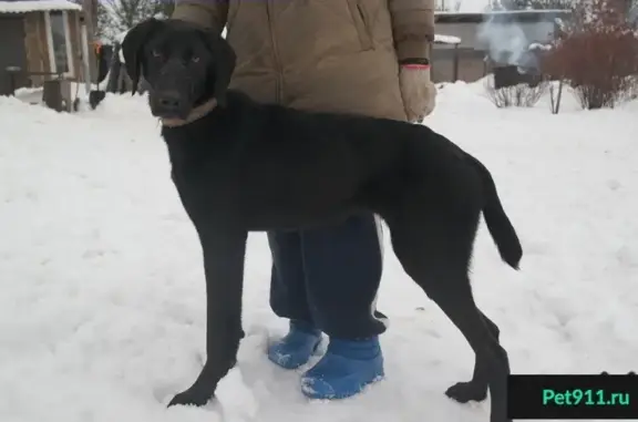 Найдена собака в деревне Владимирово, отдам в хорошие руки.