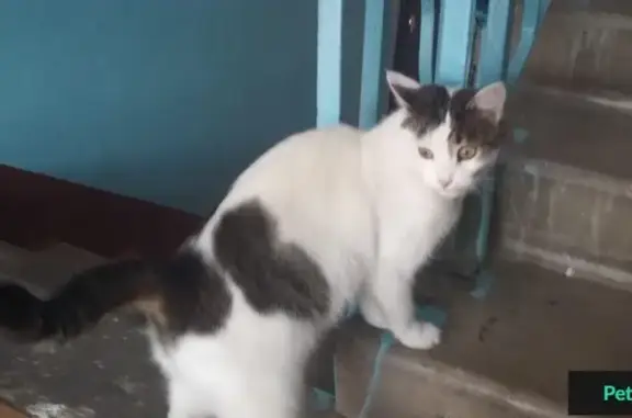 Найдена кошка в Раменском, ул. Ногина, 6