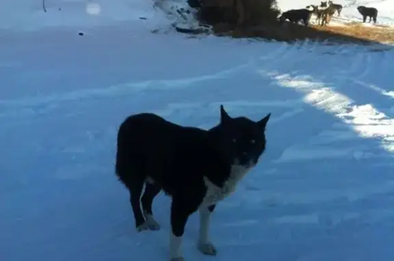 Найден кастрированный пёс с голубыми глазами в Моносеево, Московская область.