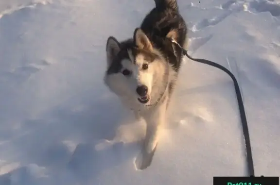 Пропала собака в Домодедово, хаски черно-белого окраса