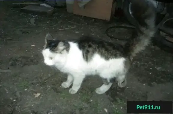 Найдена кошка на улице Победы в Хабаровске