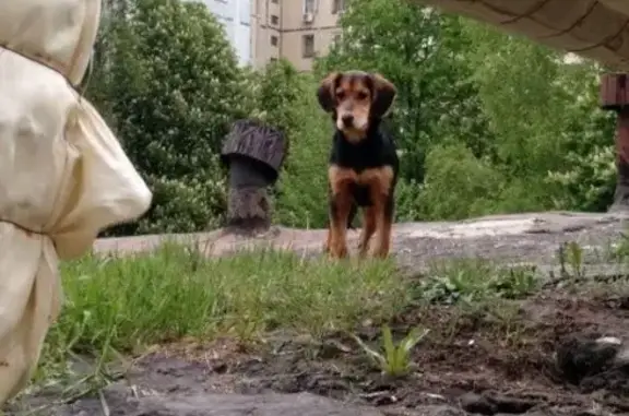 Найдена игривая собака на ул. Шаландина