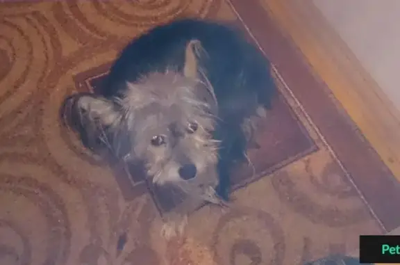 Собака найдена в Тюмени