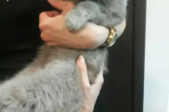 Найдена кошка, Ростов-на-Дону, фото: Найдена кошка на ЗЖМ, Ростов-на-Дону