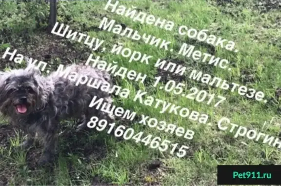 Найдена собака на улице Маршала Катукова, район Строгино