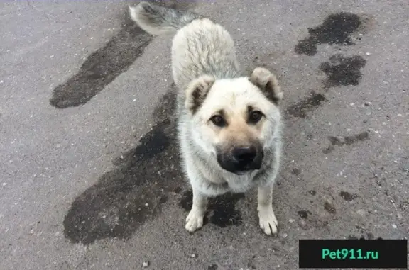 Найдена породистая собака на ул. Почтовая в Иваново