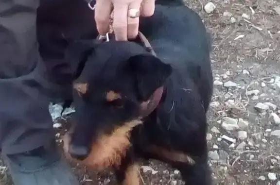 Найдена собака в Москве, Марьино