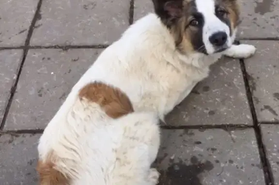 Найдена собака в Коргашино, ищем хозяина!