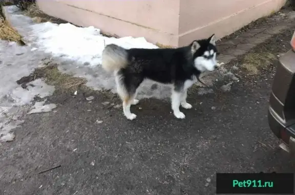 Найдена собака породы Хаски в СНТ Грузино