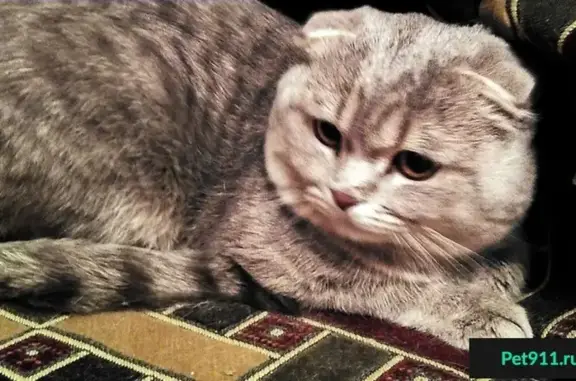 Найден серо-голубой кот на Планерной