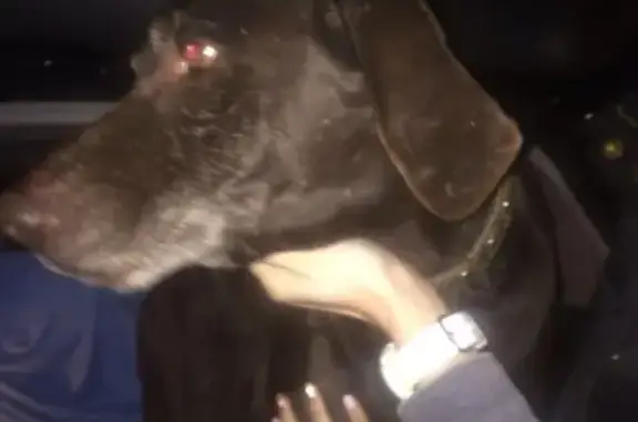 Найдена собака в поселке Комбайн, Саратов
