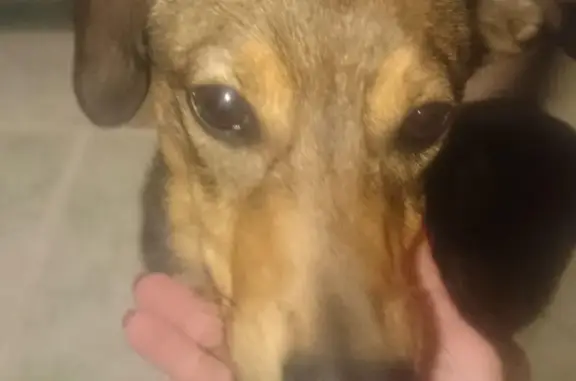 Собака найдена в высотном микрорайоне Томска