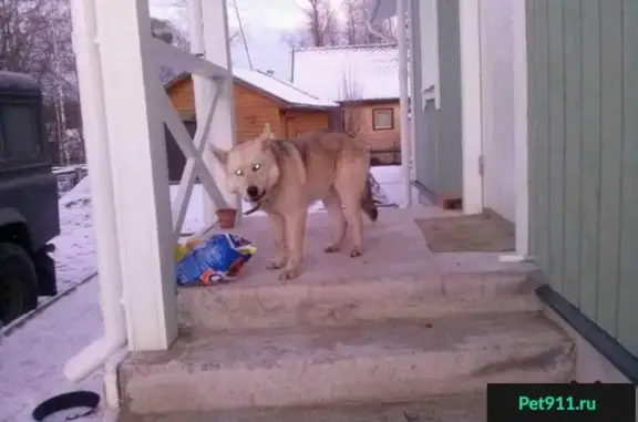 Найдена собака, Лисино-Корпус, фото: Найдена ласковая лайка в поселке Лисино-Корпус