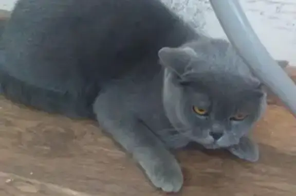 Найдена кошка на Фрунзе 98 в Томске