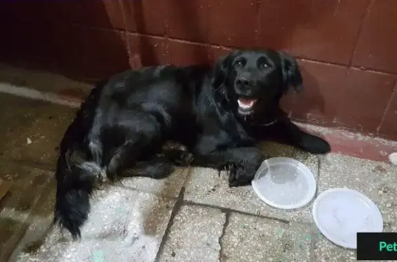Найдена собака на Лебедянской в Бирюлево Восточное