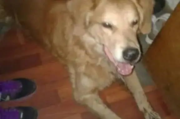 Найдена собака в Лианозово, адрес: Новгородская улица