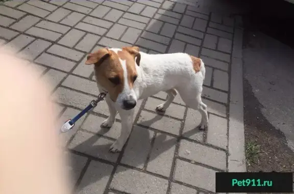 Собака найдена на ул. Кубанской в Краснодаре