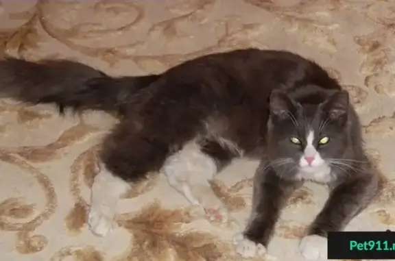 Найден пушистый серый кот на Волгоградском проспекте 110к3