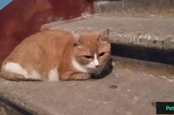 Потеряшка кошка на 5-й Красноармейской улице, СПб